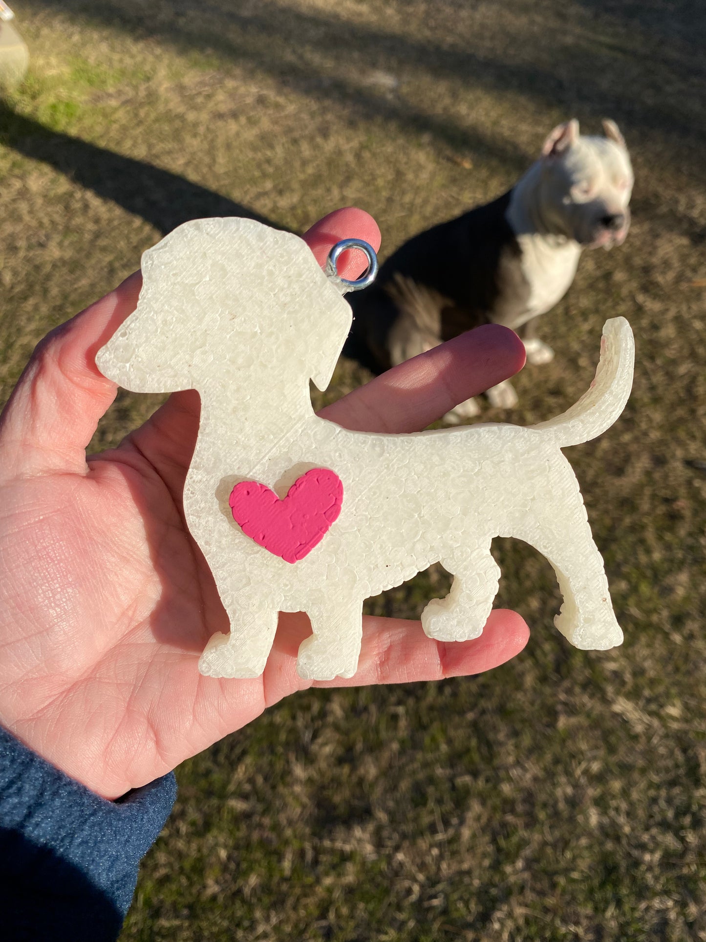 Dachshund Freshie