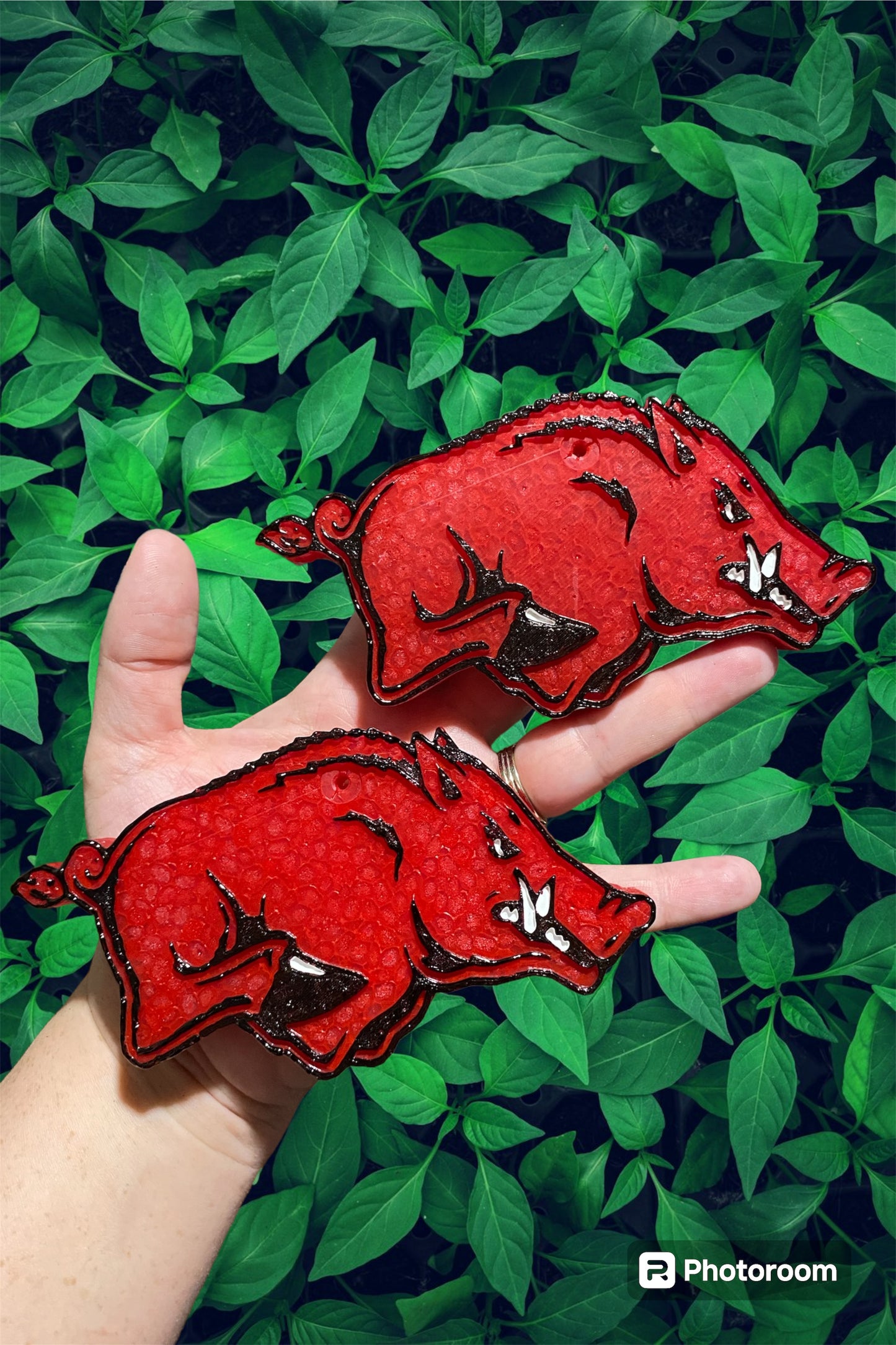 Razorback Freshie